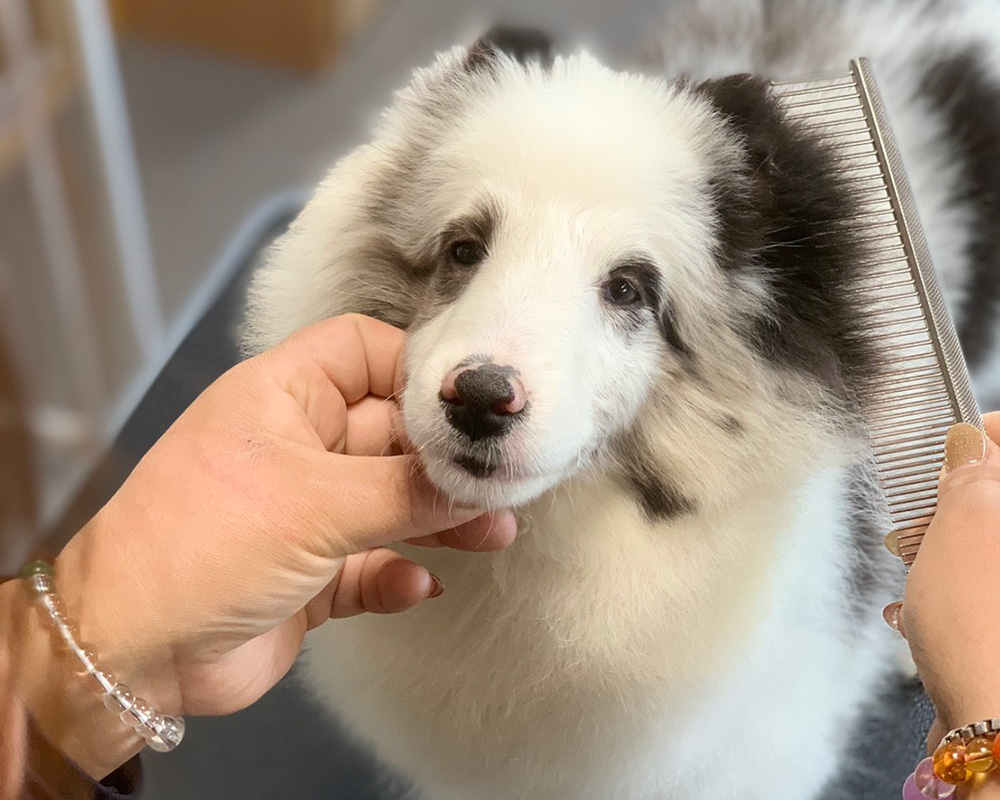 ワンちゃんのことならなんでもお任せください