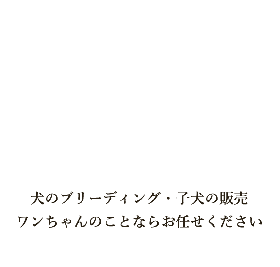 犬のブリーディング・子犬の販売